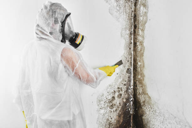 Attic Mold Removal in Lead, SD