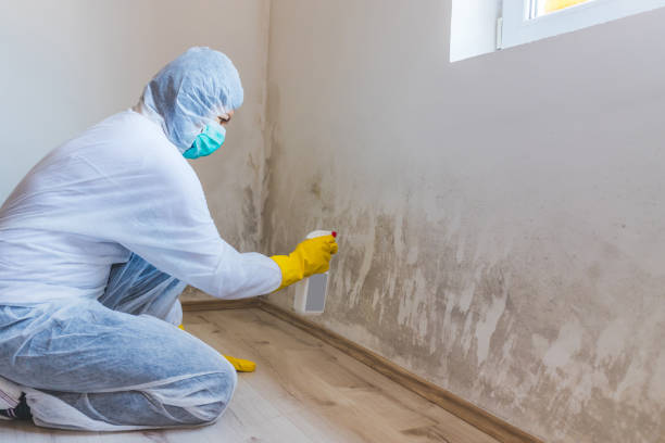 Mold Removal Process