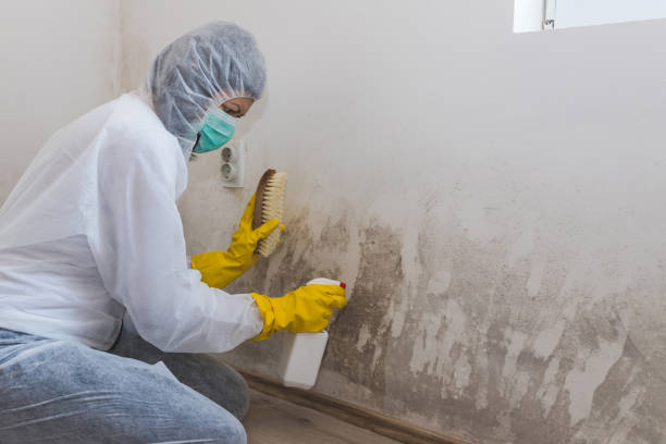 Best Professional Mold Removal  in Lead, SD