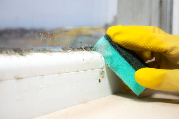 Best Black Mold Removal  in Lead, SD