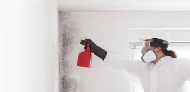 Best Attic Mold Removal  in Lead, SD