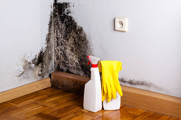  Lead, SD Mold Removal Pros