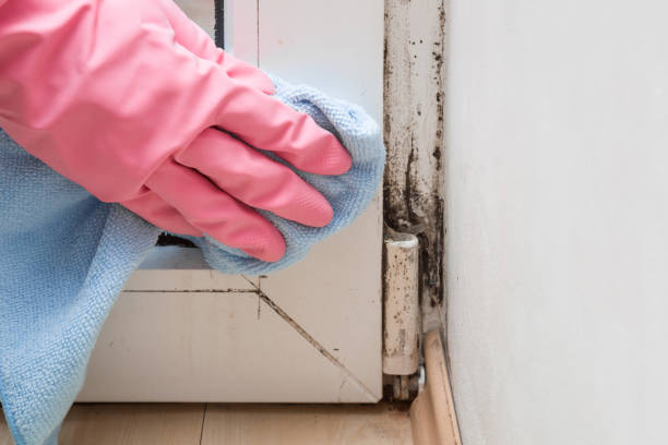 Best Mold Remediation Services  in Lead, SD