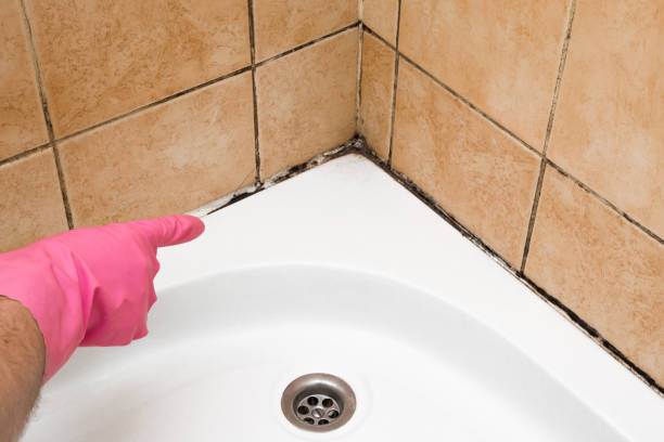 Best Local Mold Removal Service  in Lead, SD